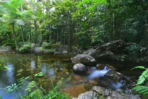 38 Stonewood Road, Cape Tribulation For Sale by Queensland Sotheby's International Realty - image 1